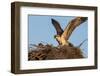 Juvenile Osprey Testing Wings, Flamingo, Everglades National Park, Florida-Maresa Pryor-Framed Photographic Print