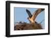 Juvenile Osprey Testing Wings, Flamingo, Everglades National Park, Florida-Maresa Pryor-Framed Photographic Print