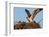 Juvenile Osprey Testing Wings, Flamingo, Everglades National Park, Florida-Maresa Pryor-Framed Photographic Print