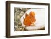 Juvenile Painted Frogifsh-Hal Beral-Framed Photographic Print