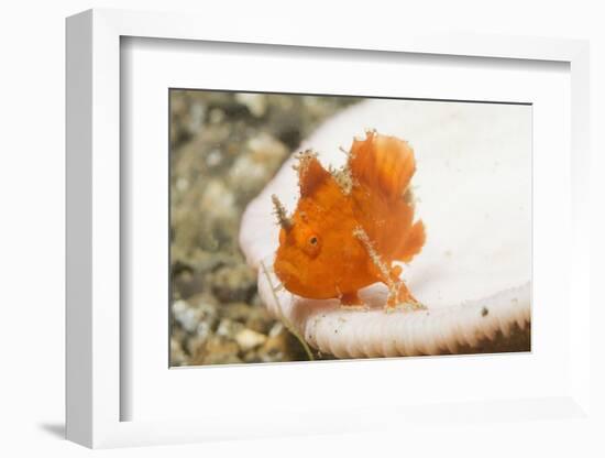 Juvenile Painted Frogifsh-Hal Beral-Framed Photographic Print