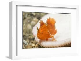 Juvenile Painted Frogifsh-Hal Beral-Framed Photographic Print