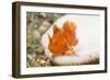 Juvenile Painted Frogifsh-Hal Beral-Framed Photographic Print