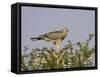 Juvenile Pale Chanting Goshawk, Kgalagadi Transfrontier Park-James Hager-Framed Stretched Canvas