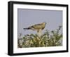 Juvenile Pale Chanting Goshawk, Kgalagadi Transfrontier Park-James Hager-Framed Photographic Print