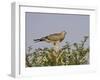 Juvenile Pale Chanting Goshawk, Kgalagadi Transfrontier Park-James Hager-Framed Photographic Print