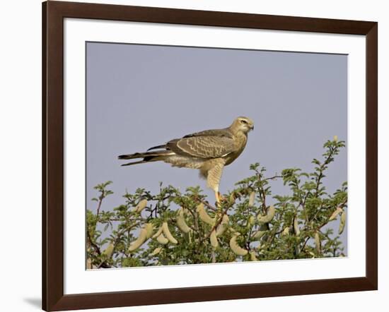 Juvenile Pale Chanting Goshawk, Kgalagadi Transfrontier Park-James Hager-Framed Photographic Print