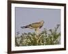 Juvenile Pale Chanting Goshawk, Kgalagadi Transfrontier Park-James Hager-Framed Photographic Print