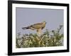 Juvenile Pale Chanting Goshawk, Kgalagadi Transfrontier Park-James Hager-Framed Photographic Print