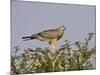 Juvenile Pale Chanting Goshawk, Kgalagadi Transfrontier Park-James Hager-Mounted Photographic Print