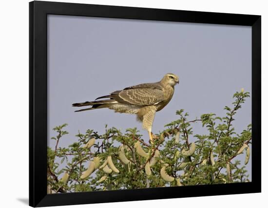 Juvenile Pale Chanting Goshawk, Kgalagadi Transfrontier Park-James Hager-Framed Photographic Print