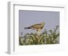 Juvenile Pale Chanting Goshawk, Kgalagadi Transfrontier Park-James Hager-Framed Photographic Print