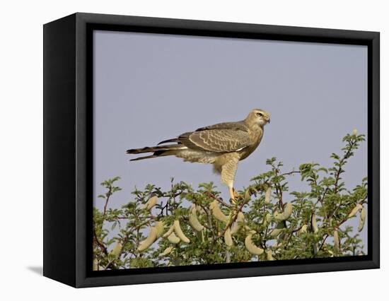 Juvenile Pale Chanting Goshawk, Kgalagadi Transfrontier Park-James Hager-Framed Stretched Canvas