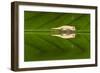 Juvenile Peyrieras' Pygmy Chameleon (Brookesia Peyrierasi)-G &-Framed Photographic Print