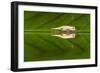 Juvenile Peyrieras' Pygmy Chameleon (Brookesia Peyrierasi)-G &-Framed Photographic Print