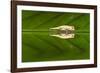 Juvenile Peyrieras' Pygmy Chameleon (Brookesia Peyrierasi)-G &-Framed Photographic Print