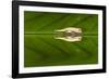 Juvenile Peyrieras' Pygmy Chameleon (Brookesia Peyrierasi)-G &-Framed Photographic Print