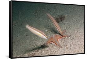 Juvenile Rainbow Wrasses-Reinhard Dirscherl-Framed Stretched Canvas