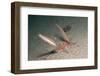 Juvenile Rainbow Wrasses-Reinhard Dirscherl-Framed Photographic Print