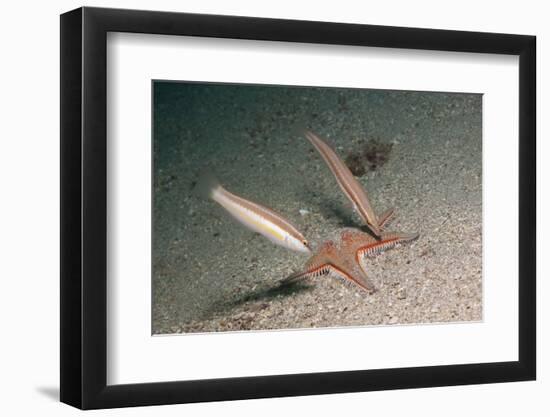 Juvenile Rainbow Wrasses-Reinhard Dirscherl-Framed Photographic Print