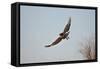Juvenile Red-Tailed Hawk (Buteo Jamaicensis) in Flight-James Hager-Framed Stretched Canvas