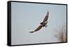 Juvenile Red-Tailed Hawk (Buteo Jamaicensis) in Flight-James Hager-Framed Stretched Canvas