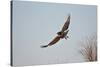 Juvenile Red-Tailed Hawk (Buteo Jamaicensis) in Flight-James Hager-Stretched Canvas