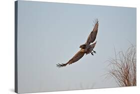 Juvenile Red-Tailed Hawk (Buteo Jamaicensis) in Flight-James Hager-Stretched Canvas