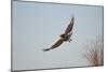 Juvenile Red-Tailed Hawk (Buteo Jamaicensis) in Flight-James Hager-Mounted Photographic Print