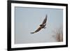 Juvenile Red-Tailed Hawk (Buteo Jamaicensis) in Flight-James Hager-Framed Photographic Print