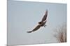 Juvenile Red-Tailed Hawk (Buteo Jamaicensis) in Flight-James Hager-Mounted Photographic Print