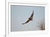 Juvenile Red-Tailed Hawk (Buteo Jamaicensis) in Flight-James Hager-Framed Photographic Print