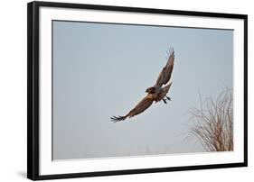 Juvenile Red-Tailed Hawk (Buteo Jamaicensis) in Flight-James Hager-Framed Photographic Print