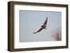 Juvenile Red-Tailed Hawk (Buteo Jamaicensis) in Flight-James Hager-Framed Photographic Print