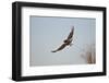 Juvenile Red-Tailed Hawk (Buteo Jamaicensis) in Flight-James Hager-Framed Photographic Print