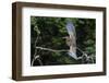 Juvenile Refuscent tiger-heron (Tigrisoma lineatum), Pantanal, Mato Grosso, Brazil, South America-Sergio Pitamitz-Framed Photographic Print