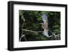 Juvenile Refuscent tiger-heron (Tigrisoma lineatum), Pantanal, Mato Grosso, Brazil, South America-Sergio Pitamitz-Framed Photographic Print