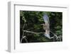 Juvenile Refuscent tiger-heron (Tigrisoma lineatum), Pantanal, Mato Grosso, Brazil, South America-Sergio Pitamitz-Framed Photographic Print