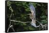 Juvenile Refuscent tiger-heron (Tigrisoma lineatum), Pantanal, Mato Grosso, Brazil, South America-Sergio Pitamitz-Framed Stretched Canvas