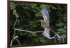 Juvenile Refuscent tiger-heron (Tigrisoma lineatum), Pantanal, Mato Grosso, Brazil, South America-Sergio Pitamitz-Framed Photographic Print