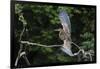 Juvenile Refuscent tiger-heron (Tigrisoma lineatum), Pantanal, Mato Grosso, Brazil, South America-Sergio Pitamitz-Framed Photographic Print