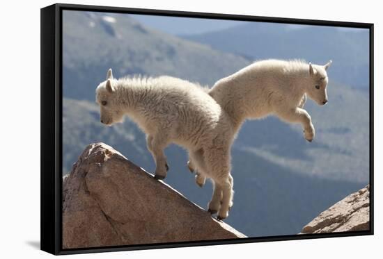 Juvenile Rocky Mountain Goats (Oreamnos Americanus) Playing on the Top of a Rocky Outcrop-Charlie Summers-Framed Stretched Canvas