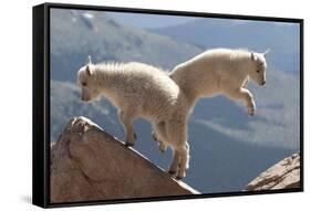 Juvenile Rocky Mountain Goats (Oreamnos Americanus) Playing on the Top of a Rocky Outcrop-Charlie Summers-Framed Stretched Canvas