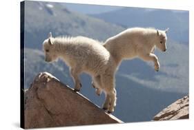 Juvenile Rocky Mountain Goats (Oreamnos Americanus) Playing on the Top of a Rocky Outcrop-Charlie Summers-Stretched Canvas