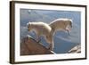 Juvenile Rocky Mountain Goats (Oreamnos Americanus) Playing on the Top of a Rocky Outcrop-Charlie Summers-Framed Photographic Print