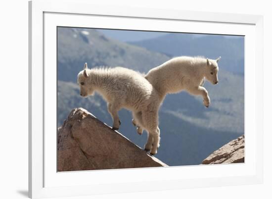 Juvenile Rocky Mountain Goats (Oreamnos Americanus) Playing on the Top of a Rocky Outcrop-Charlie Summers-Framed Photographic Print