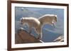 Juvenile Rocky Mountain Goats (Oreamnos Americanus) Playing on the Top of a Rocky Outcrop-Charlie Summers-Framed Photographic Print