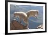 Juvenile Rocky Mountain Goats (Oreamnos Americanus) Playing on the Top of a Rocky Outcrop-Charlie Summers-Framed Photographic Print