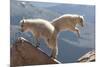 Juvenile Rocky Mountain Goats (Oreamnos Americanus) Playing on the Top of a Rocky Outcrop-Charlie Summers-Mounted Photographic Print