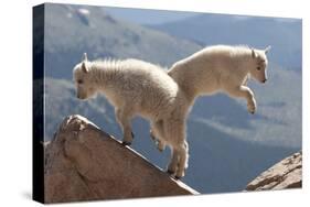 Juvenile Rocky Mountain Goats (Oreamnos Americanus) Playing on the Top of a Rocky Outcrop-Charlie Summers-Stretched Canvas